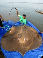 giant-stingray-bluesheet_547_600x450.jpg