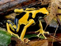 dyeing-poison-dart-frog_5835_600x450.jpg