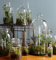 gasl_terrarium_10-723090.jpg