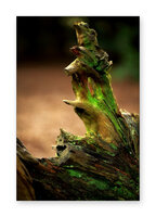 stump-3.jpg