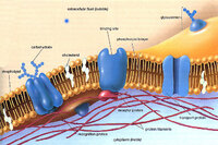 fluid_mosaic.jpg