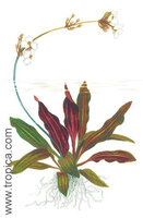 echinodorus-rubin.jpg