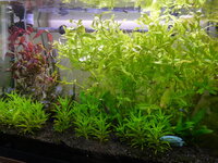 Plantedtank1209102.jpg