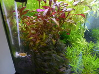 Plantedtank1209101.jpg