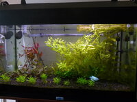 Plantedtank1008101.jpg