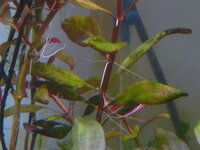 Plantedtank1008103.jpg