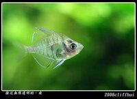 44_Indian_glassfish_Chanda_ranga.e.jpg