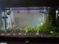 Plantedtank040710.jpg