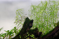 20100621_fish_tank_0005.jpg