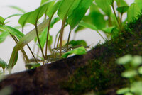 20100621_fish_tank_0001.jpg