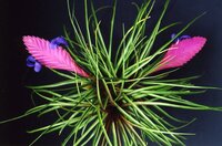 Tillandsia.cyanea.jpg