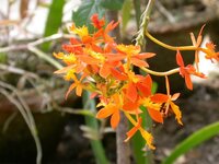 Epidendrum%20Radicans.JPG