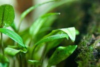 20100603_fish_tank_0515.jpg