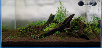 20100522_fish_tank_0509.jpg