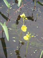 450px-Utricularia_aureaRHu2.JPG