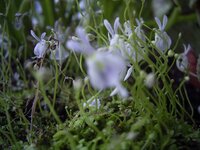 Utricularia_sandersonii.jpg