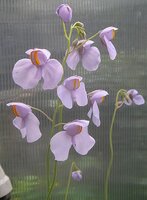 439px-Utricularia_reniformis_inflorescence.jpg