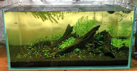 20100518_fish_tank_swamp_creek_0489.jpg