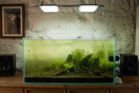 20100423_fish_tank_0347.jpg