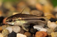 Corydoras%20pygmaeus.jpg