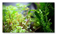 rotala-green-uk.jpg