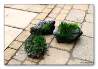 moss-on-stone.jpg