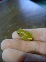 Variable%20Reed%20Frog.JPG