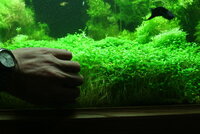 fishtank146.jpg