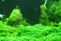 fishtank147.jpg