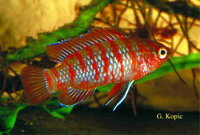 Dario_dario_male_scarlet_badis_badis_bengalensis_713x480.jpg