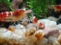 fishtank015.jpg