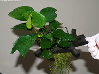 22-viii-09-anubias-i-m.jpg