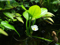 16-viii-09-echinodorus-cordifolius-i-s.jpg