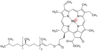 IMAGE_ChlorophyllStructureWithON-small.png