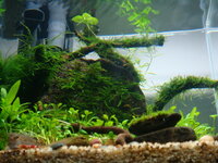 fishtank013.jpg