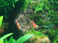 fishtank005.jpg