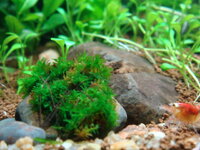 fishtank008.jpg