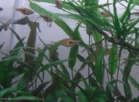 Single%20Rasbora.jpg