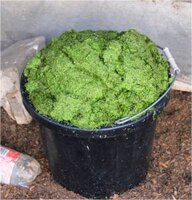 bucket-of-duckweed.jpg