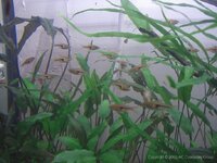 Rasbora1.jpg