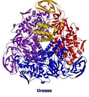 urease.jpg