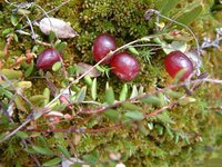 Vaccinium_oxycoccos_fruit.jpe