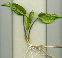 cryptocoryne_pon022_zps7813bf63-jpg.24907.jpg