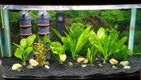 Replanted tank Jan 16.jpg