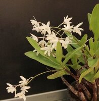 Dendrobium_delicatum1_zpshkb8fibg.jpg