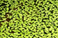 Duckweed-AQ-IALG-300x197_zpsdshyjd6b.jpg