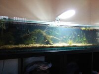 long low tank update image 1.jpg