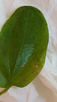 Plant leaf.jpg