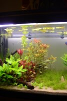 week_3_ludwigia.JPG