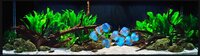 www_aquariumdesigngroup_com_index_phpmi2amppt1amppi10000amps_zps7qdrl2x5.jpg